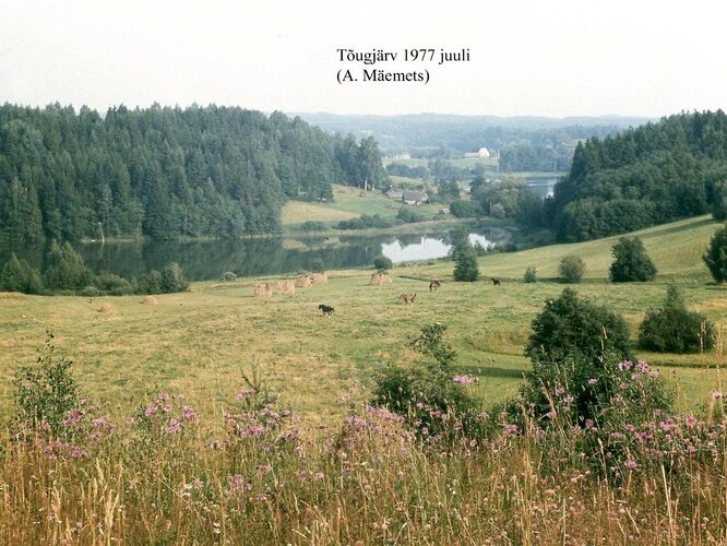 Maakond: Võrumaa Veekogu nimi: Tõugjärv Pildistamise aeg: juuli 1977 Pildistaja: A. Mäemets Pildistamise koht: teadmata Asimuut: