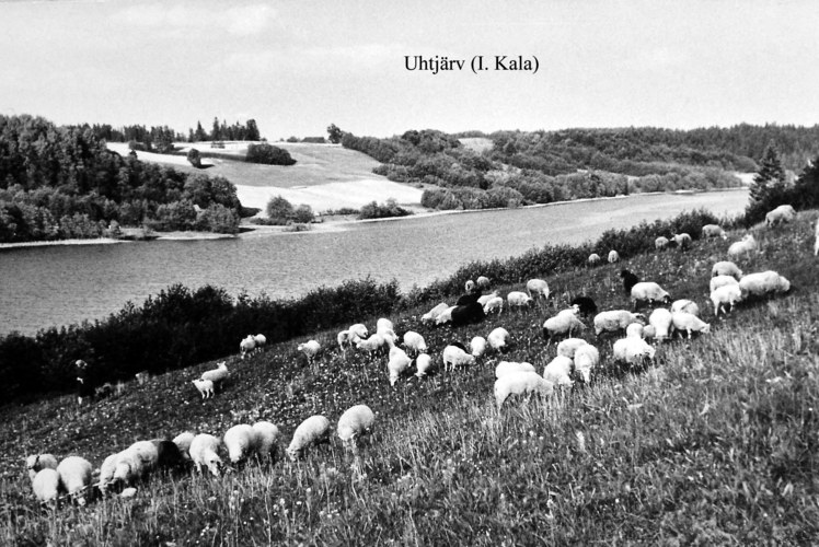 Maakond: Võrumaa Veekogu nimi: Uhtjärv Pildistamise aeg: teadmata Pildistaja: I. Kala (Eesti Looduse arhiiv) Pildistamise koht: teadmata Asimuut: