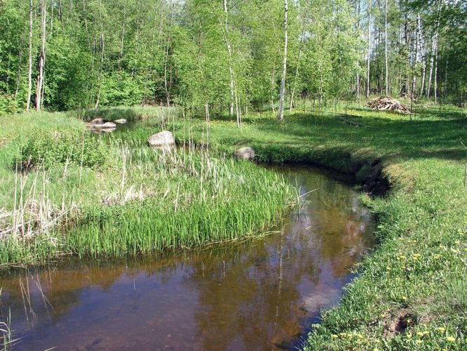 Maakond: Viljandimaa Veekogu nimi: Uueveski oja Pildistamise aeg: 21. mai 2004 Pildistaja: H. Timm Pildistamise koht: Karula Asimuut: