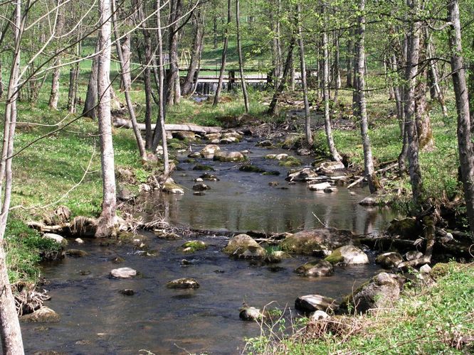 Maakond: Viljandimaa Veekogu nimi: Uueveski oja Pildistamise aeg: 10. mai 2006 Pildistaja: H. Timm Pildistamise koht: pargis Asimuut: