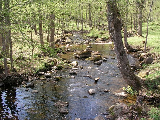 Maakond: Viljandimaa Veekogu nimi: Uueveski oja Pildistamise aeg: 10. mai 2006 Pildistaja: H. Timm Pildistamise koht: pargis Asimuut: