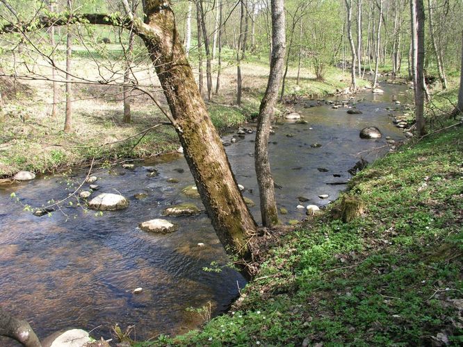 Maakond: Viljandimaa Veekogu nimi: Uueveski oja Pildistamise aeg: 10. mai 2006 Pildistaja: H. Timm Pildistamise koht: pargis Asimuut: