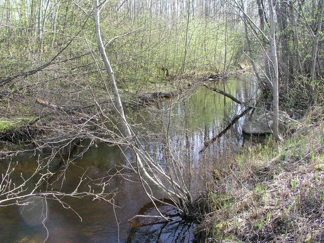 Maakond: Viljandimaa Veekogu nimi: Uueveski oja Pildistamise aeg: 24. aprill 2008 Pildistaja: H. Timm Pildistamise koht: teadmata Asimuut: