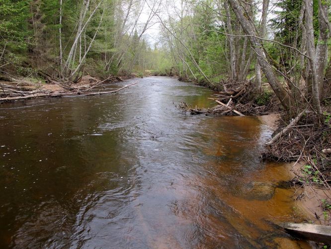 Maakond: Võrumaa Veekogu nimi: Vaidava jõgi Pildistamise aeg: 7. mai 2012 Pildistaja: H. Timm Pildistamise koht: enne Peeli suuet Asimuut: