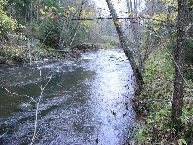 Maakond: Võrumaa Veekogu nimi: Vaidva jõgi Pildistamise aeg: 19. oktoober 2004 Pildistaja: H. Timm Pildistamise koht: enne Peeli suuet Asimuut: