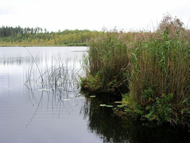 Maakond: Valgamaa Veekogu nimi: Väiku Apja järv Pildistamise aeg: 15. september 2009 Pildistaja: H. Timm Pildistamise koht: teadmata Asimuut: