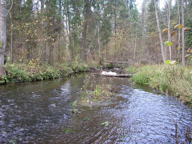 Maakond: Valgamaa Veekogu nimi: Väike Emajõgi Pildistamise aeg: 24. oktoober 2007 Pildistaja: H. Timm Pildistamise koht: Märdi Asimuut: