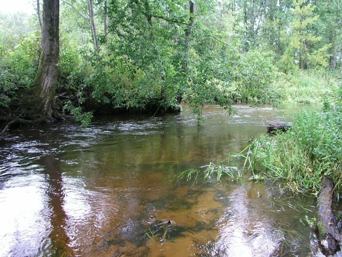 Maakond: Valgamaa Veekogu nimi: Väike Emajõgi Pildistamise aeg: 4. september 2008 Pildistaja: H. Timm Pildistamise koht: ca 300 m allpool Restu paisu Asimuut: