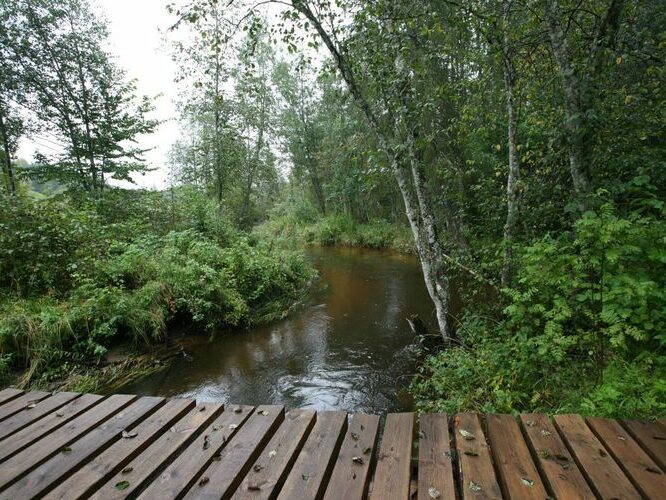 Maakond: Valgamaa Veekogu nimi: Väike Emajõgi Pildistamise aeg: 4. september 2008 Pildistaja: H. Timm Pildistamise koht: väike sild ülalpool Restu paisjärve vv Asimuut: