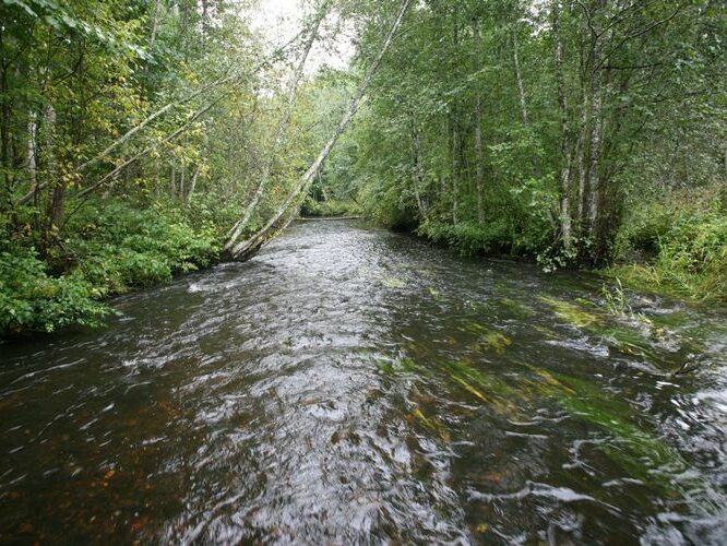 Maakond: Valgamaa Veekogu nimi: Väike Emajõgi Pildistamise aeg: 4. september 2008 Pildistaja: H. Timm Pildistamise koht: ca 100 m allpool Restu paisu pv Asimuut: