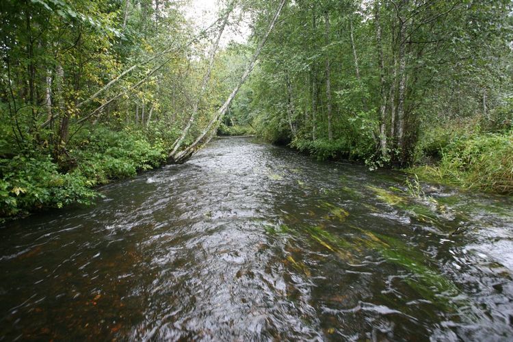 Maakond: Valgamaa Veekogu nimi: Väike Emajõgi Pildistamise aeg: 4. september 2008 Pildistaja: H. Timm Pildistamise koht: ca 100 m allpool Restu paisu pv Asimuut: