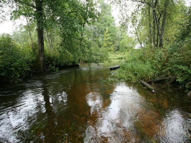 Maakond: Valgamaa Veekogu nimi: Väike Emajõgi Pildistamise aeg: 4. september 2008 Pildistaja: H. Timm Pildistamise koht: ca 300 m allpool Restu paisjärve vv Asimuut: