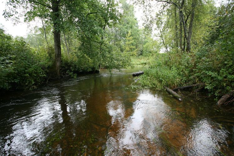 Maakond: Valgamaa Veekogu nimi: Väike Emajõgi Pildistamise aeg: 4. september 2008 Pildistaja: H. Timm Pildistamise koht: ca 300 m allpool Restu paisjärve vv Asimuut: