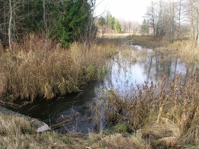 Maakond: Valgamaa Veekogu nimi: Väike Emajõgi Pildistamise aeg: 1. november 2008 Pildistaja: H. Timm Pildistamise koht: allpool Pühajärve Asimuut: