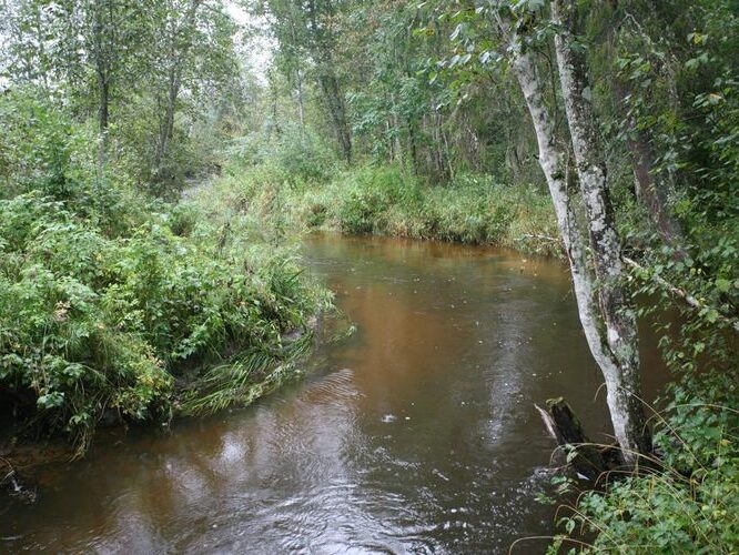 Maakond: Valgamaa Veekogu nimi: Väike Emajõgi Pildistamise aeg: 4. september 2008 Pildistaja: H. Timm Pildistamise koht: väike sild ülalpool Restu paisjärve vv Asimuut: