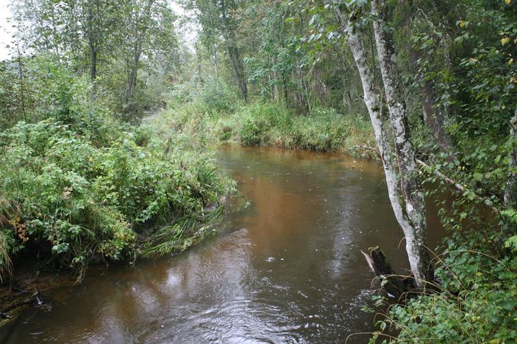 Maakond: Valgamaa Veekogu nimi: Väike Emajõgi Pildistamise aeg: 4. september 2008 Pildistaja: H. Timm Pildistamise koht: väike sild ülalpool Restu paisjärve vv Asimuut: