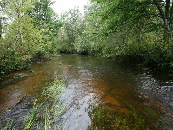 Maakond: Valgamaa Veekogu nimi: Väike Emajõgi Pildistamise aeg: 4. september 2008 Pildistaja: H. Timm Pildistamise koht: ca 300 m allpool Restu paisjärve pv Asimuut: