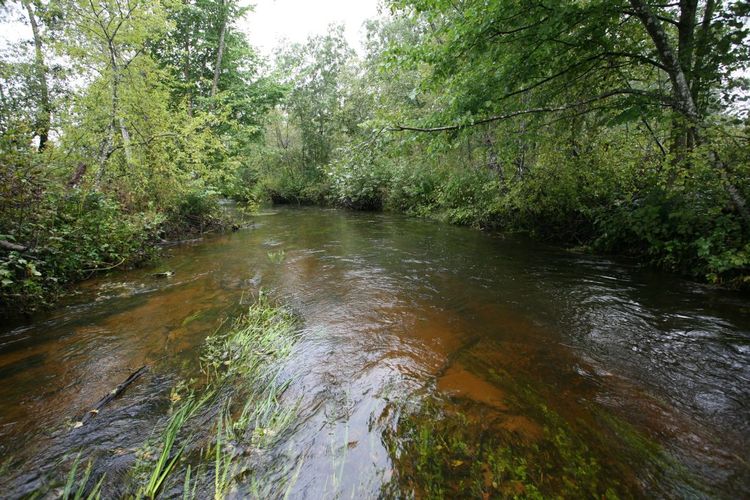 Maakond: Valgamaa Veekogu nimi: Väike Emajõgi Pildistamise aeg: 4. september 2008 Pildistaja: H. Timm Pildistamise koht: ca 300 m allpool Restu paisjärve pv Asimuut: