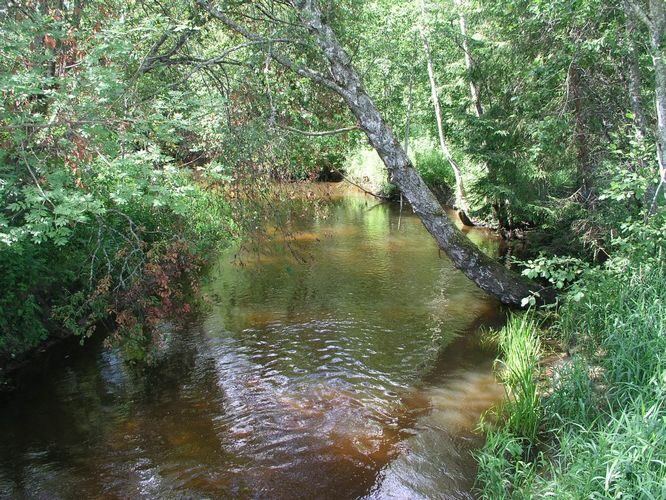 Maakond: Valgamaa Veekogu nimi: Väike Emajõgi Pildistamise aeg: 2. mai 2009 Pildistaja: H. Timm Pildistamise koht: ülalpool Restu paisjärve Asimuut: