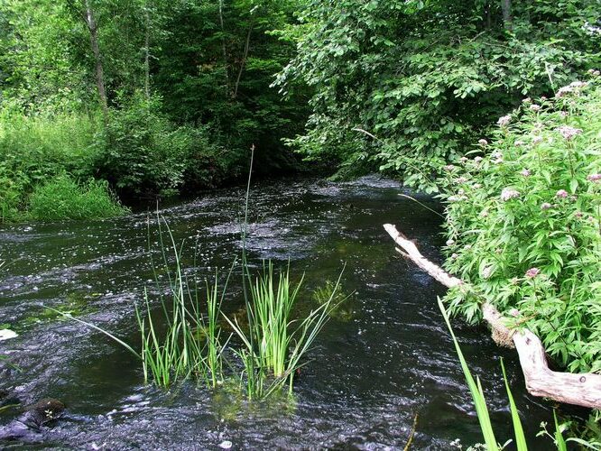 Maakond: Valgamaa Veekogu nimi: Väike Emajõgi Pildistamise aeg: 2. mai 2009 Pildistaja: H. Timm Pildistamise koht: Restu paisu all Asimuut: