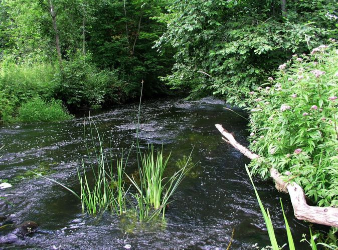 Maakond: Valgamaa Veekogu nimi: Väike Emajõgi Pildistamise aeg: 2. mai 2009 Pildistaja: H. Timm Pildistamise koht: Restu paisu all Asimuut: