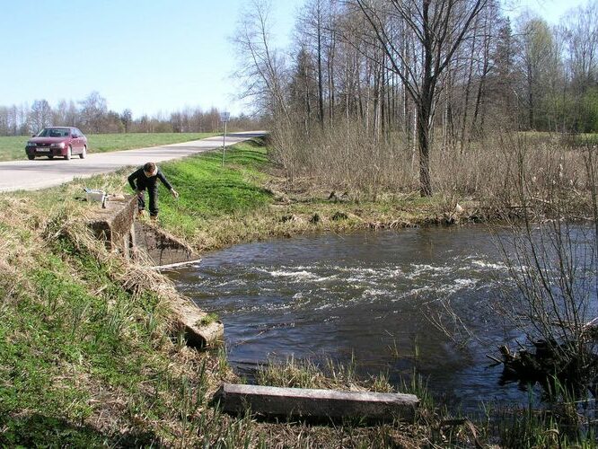 Maakond: Valgamaa Veekogu nimi: Väike Emajõgi Pildistamise aeg: 2. mai 2009 Pildistaja: H. Timm Pildistamise koht: Pühajärve väljavool Asimuut: