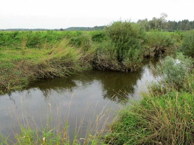 Maakond: Valgamaa Veekogu nimi: Väike Emajõgi Pildistamise aeg: 13. september 2010 Pildistaja: H. Timm Pildistamise koht: allpool Antsla suuet Asimuut: