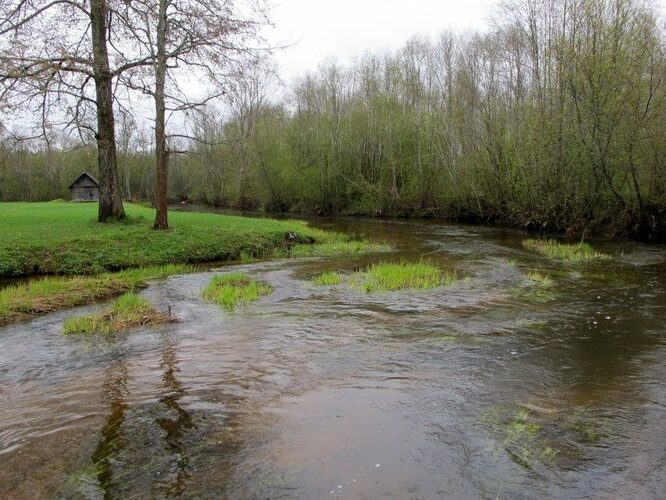 Maakond: Valgamaa Veekogu nimi: Väike Emajõgi Pildistamise aeg: 4. mai 2010 Pildistaja: H. Timm Pildistamise koht: Sangaste paisjärvest ca 1km pv Asimuut: