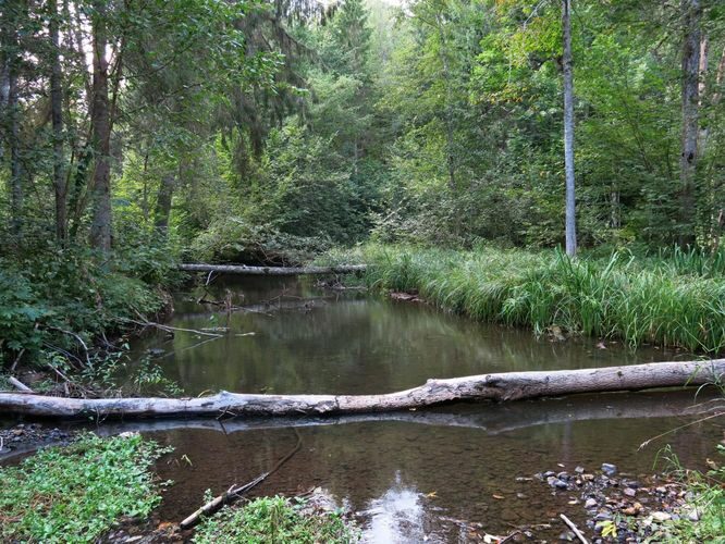 Maakond: Valgamaa Veekogu nimi: Väike Emajõgi Pildistamise aeg: 3. september 2013 Pildistaja: H. Timm Pildistamise koht: Märdi Asimuut: