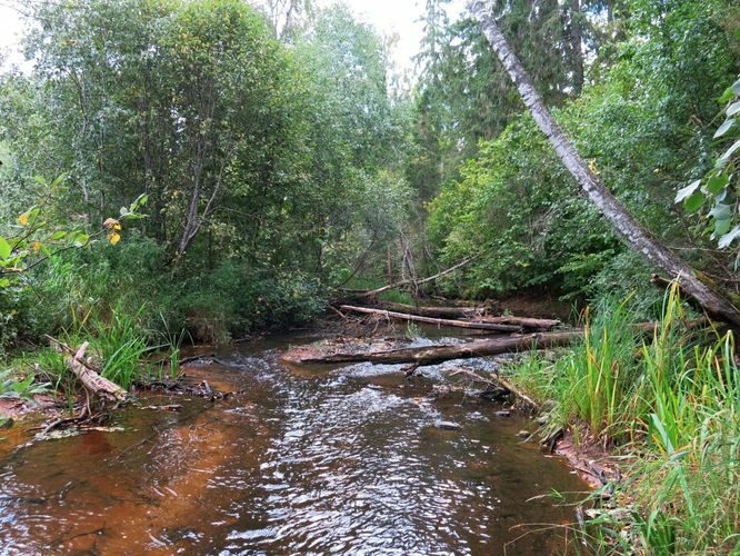 Maakond: Valgamaa Veekogu nimi: Väike Emajõgi Pildistamise aeg: 3. september 2013 Pildistaja: H. Timm Pildistamise koht: enne Restut Asimuut: