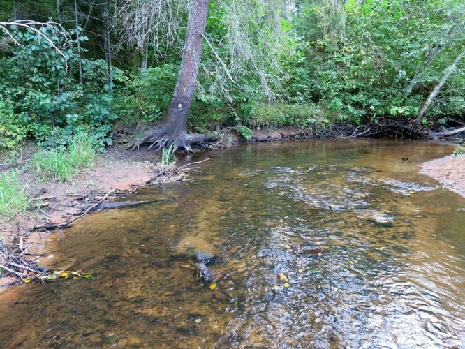 Maakond: Valgamaa Veekogu nimi: Väike Emajõgi Pildistamise aeg: 3. september 2013 Pildistaja: H. Timm Pildistamise koht: enne Restut Asimuut: