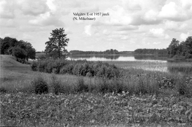 Maakond: Valgamaa Veekogu nimi: Valgjärv Pildistamise aeg: juuli 1957 Pildistaja: N. Mikelsaar Pildistamise koht: E kaldalt Asimuut: W