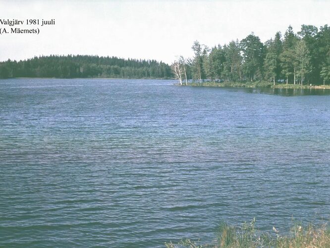 Maakond: Valgamaa Veekogu nimi: Valgjärv Pildistamise aeg: juuli 1981 Pildistaja: A. Mäemets Pildistamise koht: teadmata Asimuut: