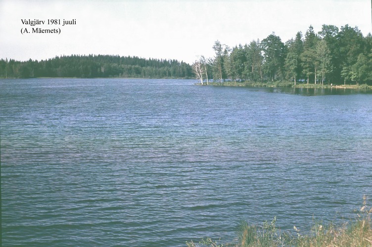 Maakond: Valgamaa Veekogu nimi: Valgjärv Pildistamise aeg: juuli 1981 Pildistaja: A. Mäemets Pildistamise koht: teadmata Asimuut: