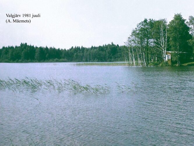 Maakond: Valgamaa Veekogu nimi: Valgjärv Pildistamise aeg: juuli 1981 Pildistaja: A. Mäemets Pildistamise koht: teadmata Asimuut: