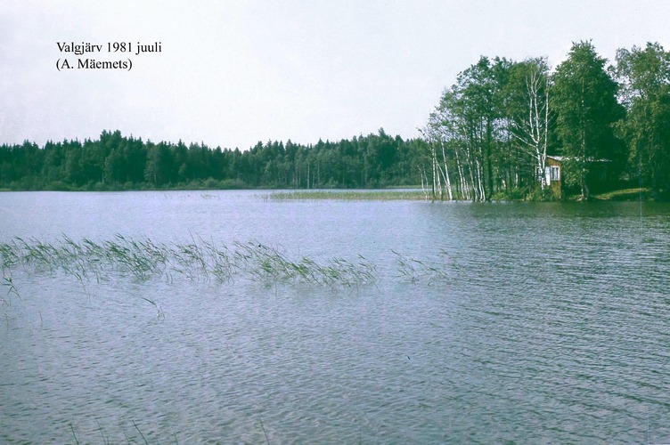 Maakond: Valgamaa Veekogu nimi: Valgjärv Pildistamise aeg: juuli 1981 Pildistaja: A. Mäemets Pildistamise koht: teadmata Asimuut: