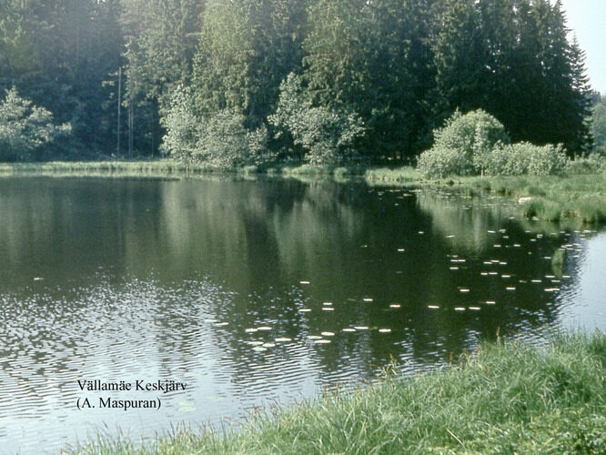 Maakond: Võrumaa Veekogu nimi: Vällamäe Keskjärv Pildistamise aeg: teadmata Pildistaja: A. Maspuran Pildistamise koht: teadmata Asimuut: