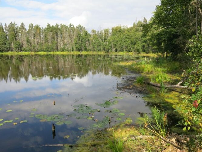 Maakond: Viljandimaa Veekogu nimi: Vanamõisa järv Pildistamise aeg: 31. august 2013 Pildistaja: H. Timm Pildistamise koht: teadmata Asimuut: