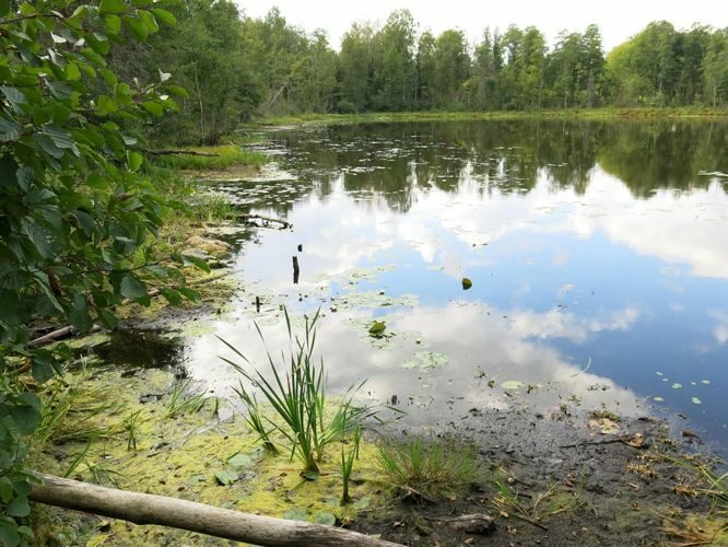 Maakond: Viljandimaa Veekogu nimi: Vanamõisa järv Pildistamise aeg: 31. august 2013 Pildistaja: H. Timm Pildistamise koht: teadmata Asimuut: