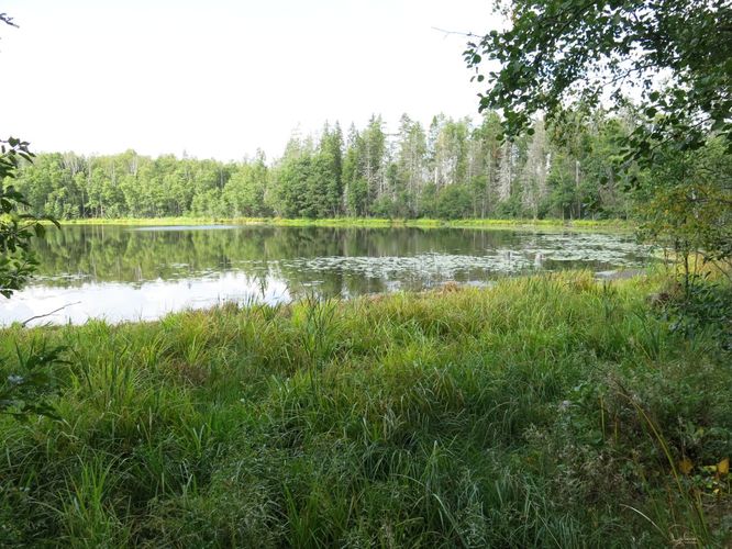 Maakond: Viljandimaa Veekogu nimi: Vanamõisa järv Pildistamise aeg: 31. august 2013 Pildistaja: H. Timm Pildistamise koht: teadmata Asimuut: