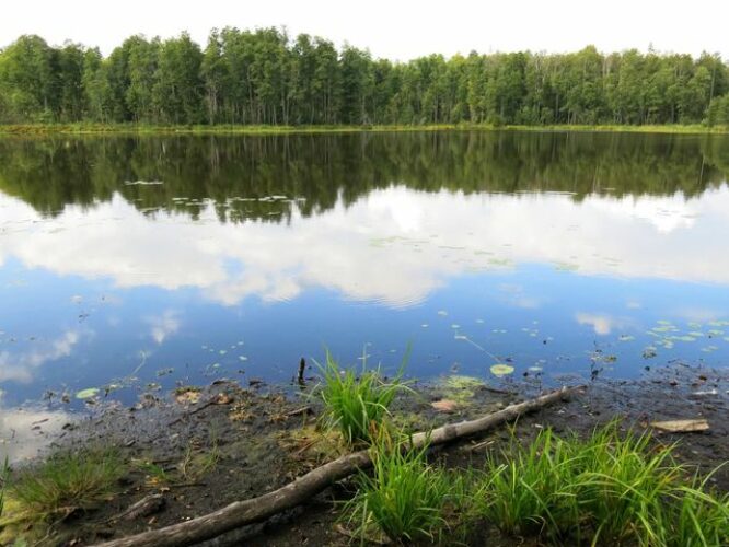 Maakond: Viljandimaa Veekogu nimi: Vanamõisa järv Pildistamise aeg: 31. august 2013 Pildistaja: H. Timm Pildistamise koht: teadmata Asimuut: