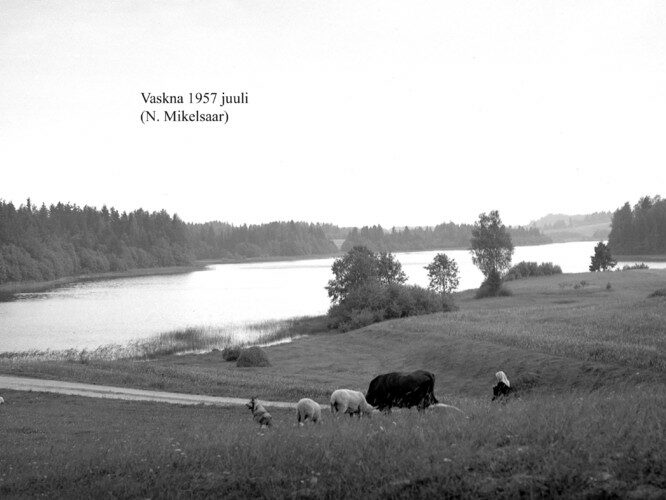 Maakond: Võrumaa Veekogu nimi: Vaskna järv Pildistamise aeg: juuli 1957 Pildistaja: N. Mikelsaar Pildistamise koht: teadmata Asimuut: