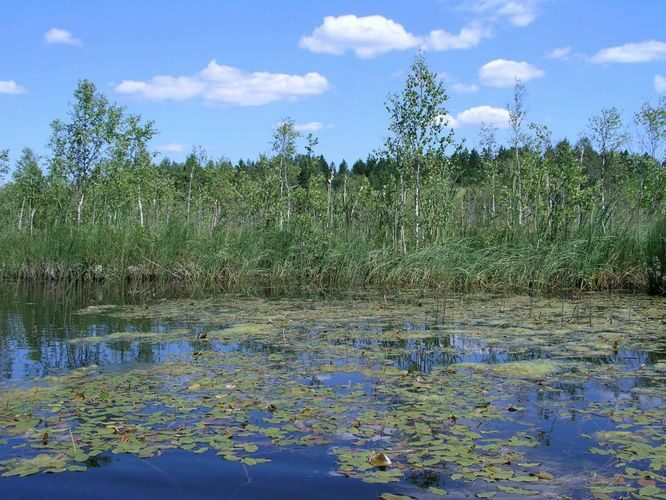 Maakond: Võrumaa Veekogu nimi: Vaskna järv Pildistamise aeg: 13. juuli 2005 Pildistaja: H. Timm Pildistamise koht: teadmata Asimuut: