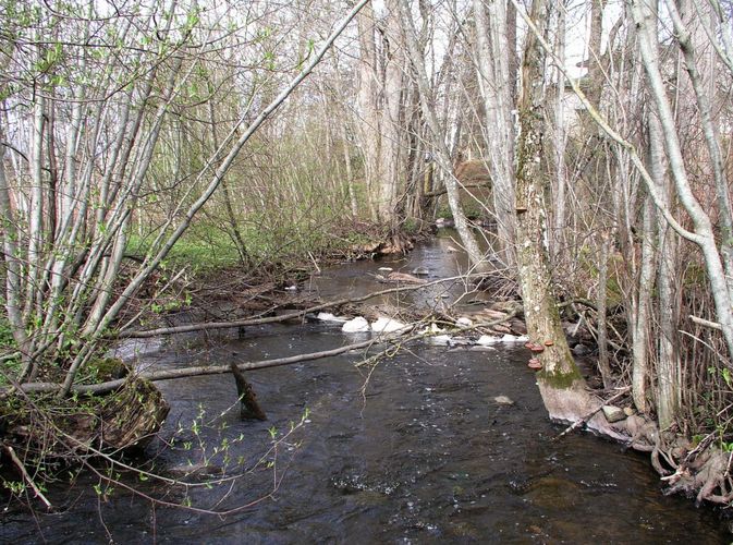 Maakond: Viljandimaa Veekogu nimi: Verilaske oja Pildistamise aeg: 20. aprill 2007 Pildistaja: H. Timm Pildistamise koht: teadmata Asimuut: