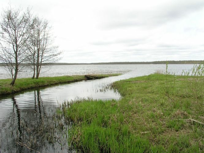 Maakond: Viljandimaa Veekogu nimi: Vidva oja Pildistamise aeg: 9. mai 2007 Pildistaja: H. Timm Pildistamise koht: suue Õisu järve SE kaldalt Asimuut: