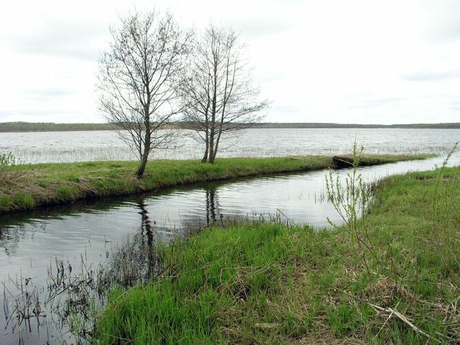 Maakond: Viljandimaa Veekogu nimi: Vidva oja Pildistamise aeg: 9. mai 2007 Pildistaja: H. Timm Pildistamise koht: suue Õisu järve SE kaldalt Asimuut: