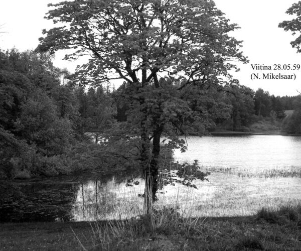 Maakond: Võrumaa Veekogu nimi: Viitina järv Pildistamise aeg: 28. mai 1959 Pildistaja: N. Mikelsaar Pildistamise koht: teadmata Asimuut:
