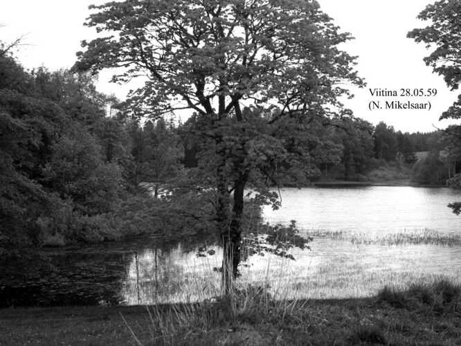 Maakond: Võrumaa Veekogu nimi: Viitina järv Pildistamise aeg: 28. mai 1959 Pildistaja: N. Mikelsaar Pildistamise koht: teadmata Asimuut: