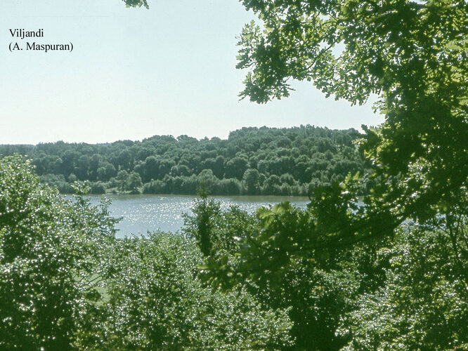 Maakond: Viljandimaa Veekogu nimi: Viljandi järv Pildistamise aeg: teadmata Pildistaja: A. Maspuran Pildistamise koht: teadmata Asimuut: