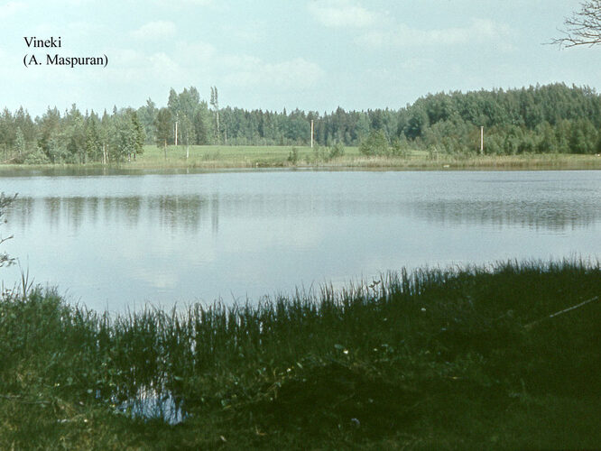 Maakond: Võrumaa Veekogu nimi: Vinegi järv Pildistamise aeg: teadmata Pildistaja: A. Maspuran Pildistamise koht: teadmata Asimuut: